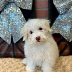 Havanese