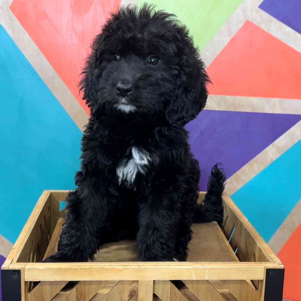 carousel pet images