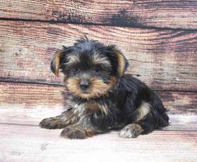 Yorkie