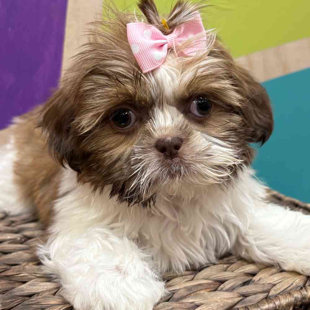 carousel pet images
