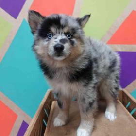 Pomsky