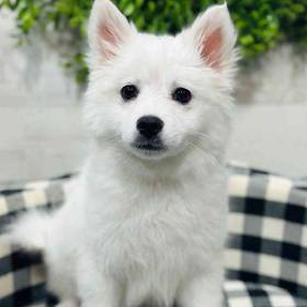 American Eskimo