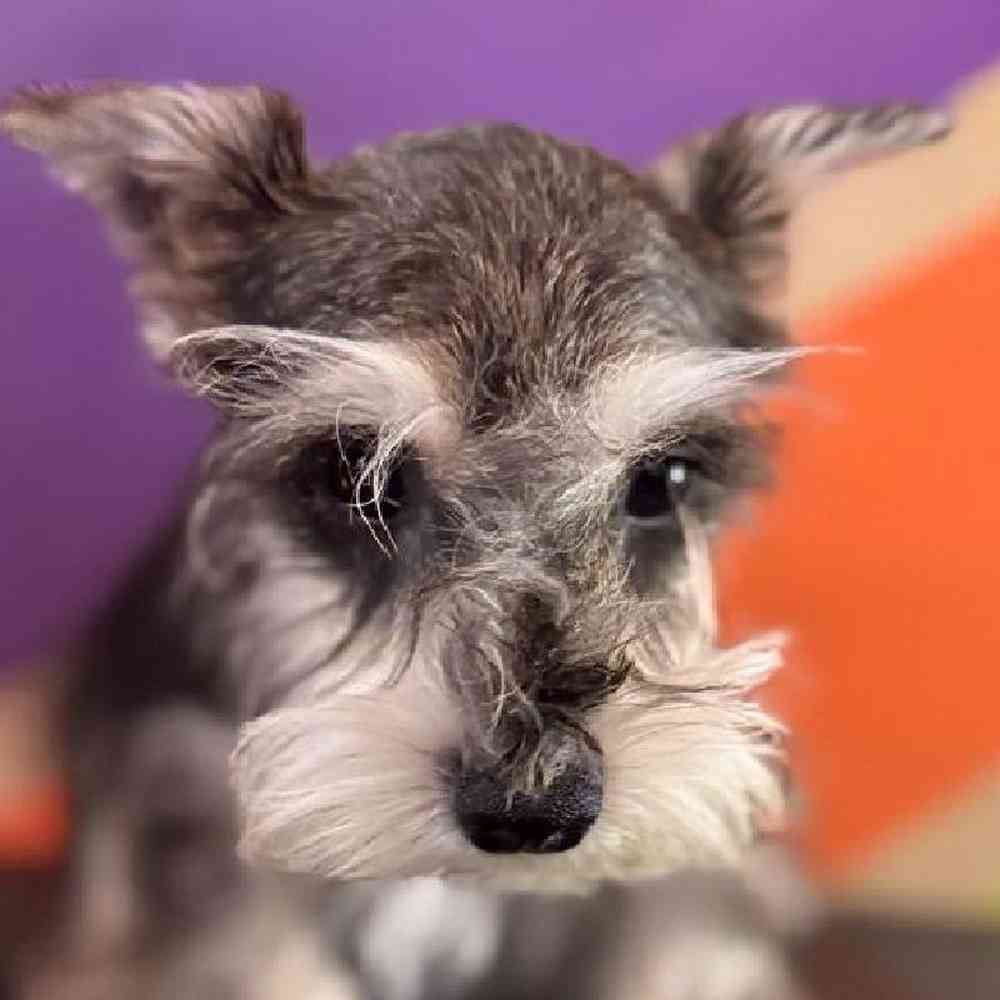 Image of a pet breed in the gallery