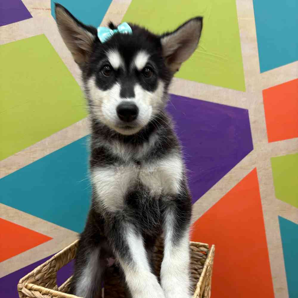 Image of a pet breed in the gallery