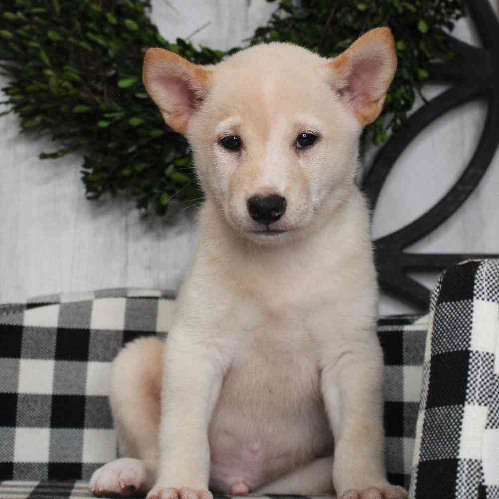 Male Shiba Inu Puppy for sale