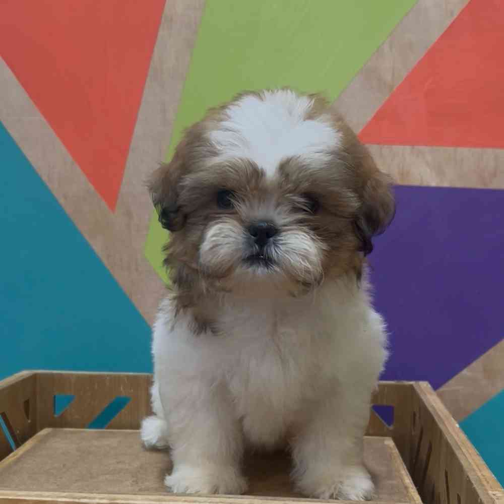 carousel pet images