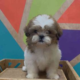Shih Tzu