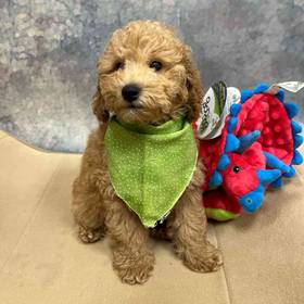 Mini Poodle