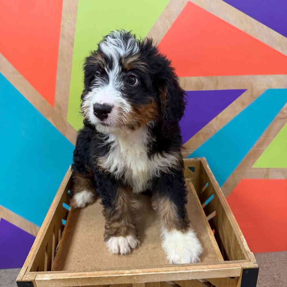 carousel pet images