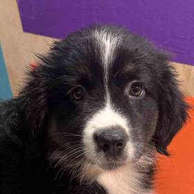 Mini Aussiedoodle