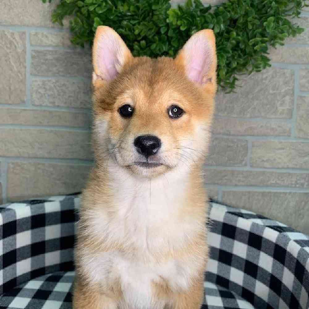 Male Shiba Inu Puppy for sale