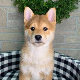 Shiba Inu