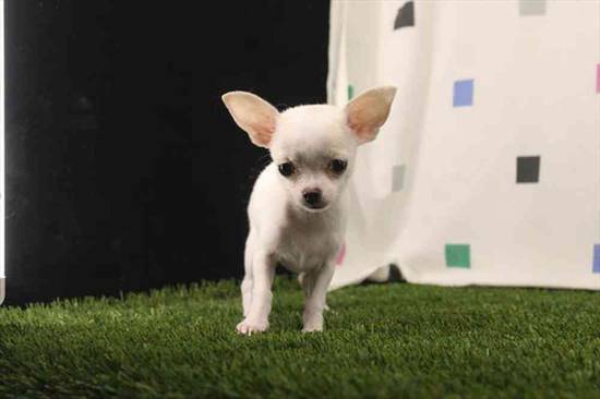 Chihuahua
