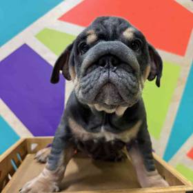 English Bulldog