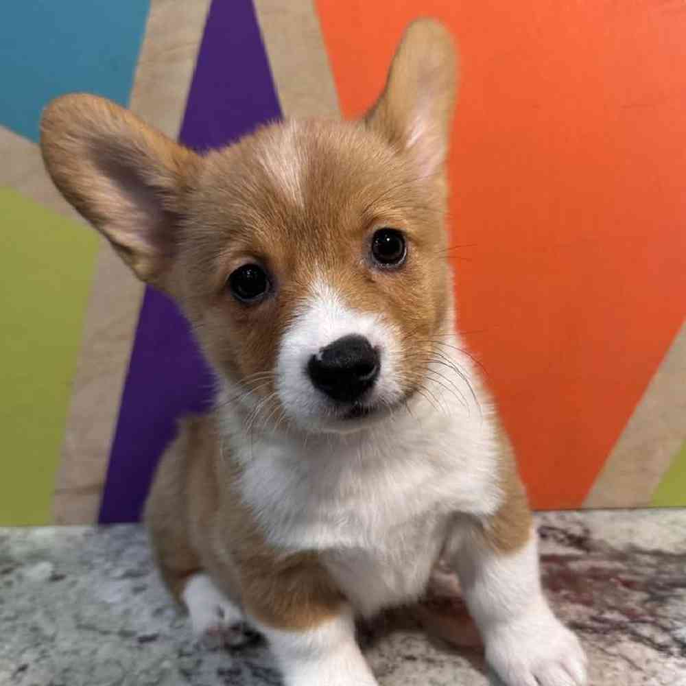 carousel pet images