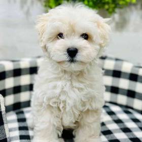 Maltipoo