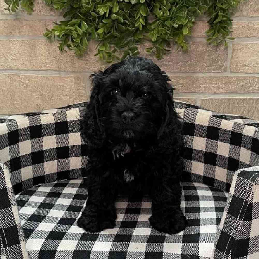 Male Cockapoo Puppy for sale