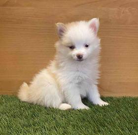 Pomeranian