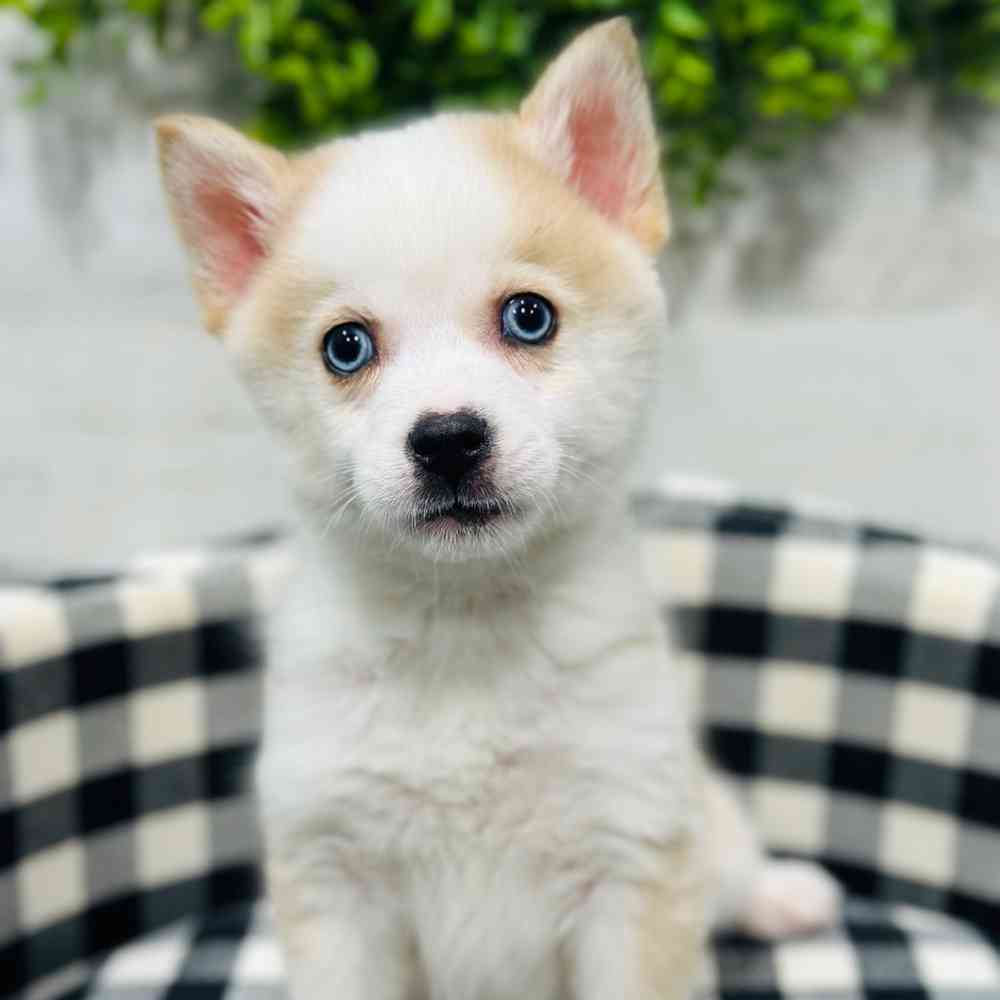 carousel pet images