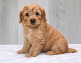 Mini Goldendoodle