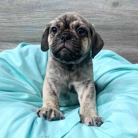 Mini English Bulldog