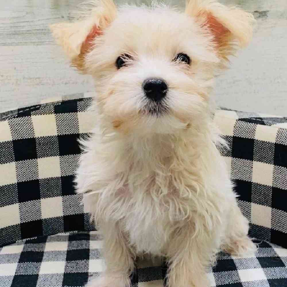 Female Morkiepoo Puppy for sale