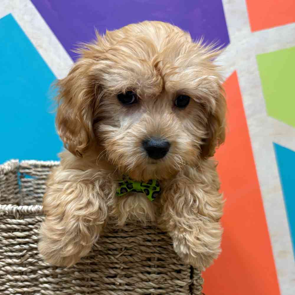carousel pet images