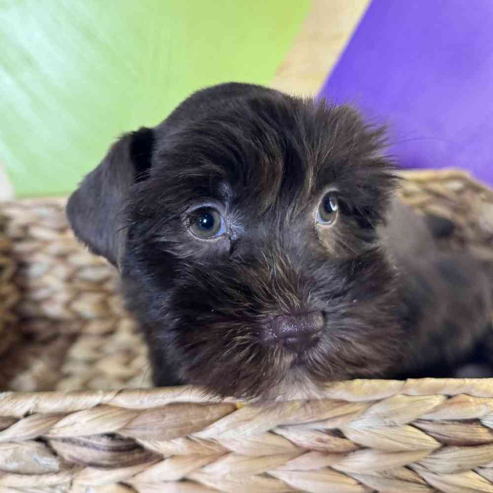 carousel pet images