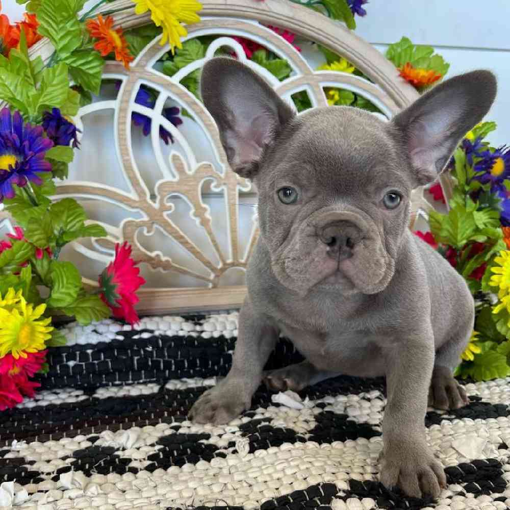 Male French Bulldog Puppy for Sale in Rogers, AR