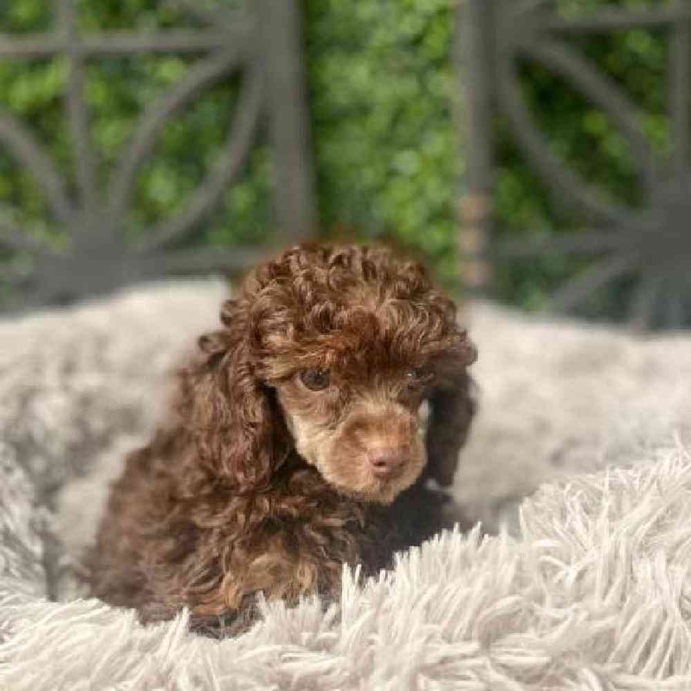 Female Mini Poodle Puppies For In