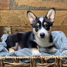 Pembroke Welsh Corgi