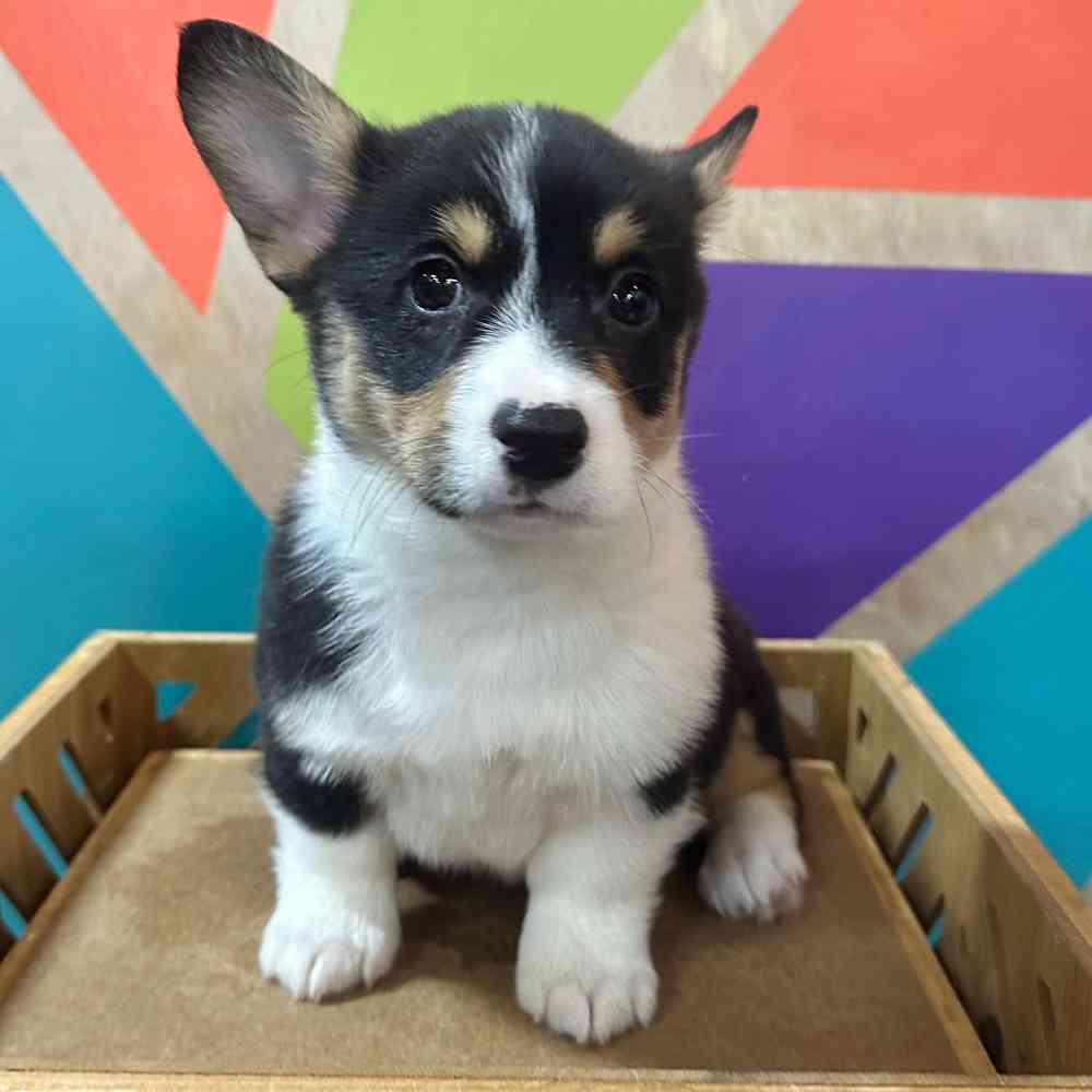 carousel pet images