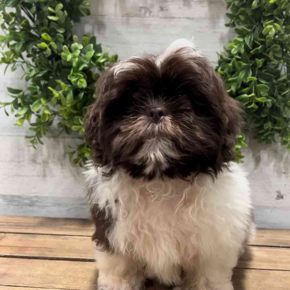 carousel pet images