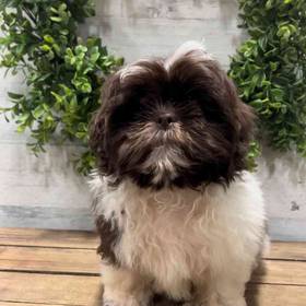 Shih Tzu