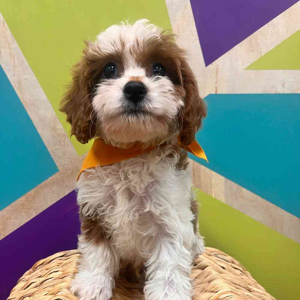 carousel pet images