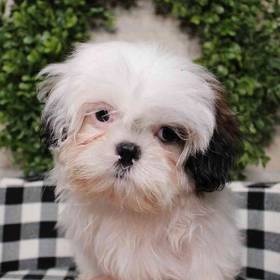 Shih Tzu