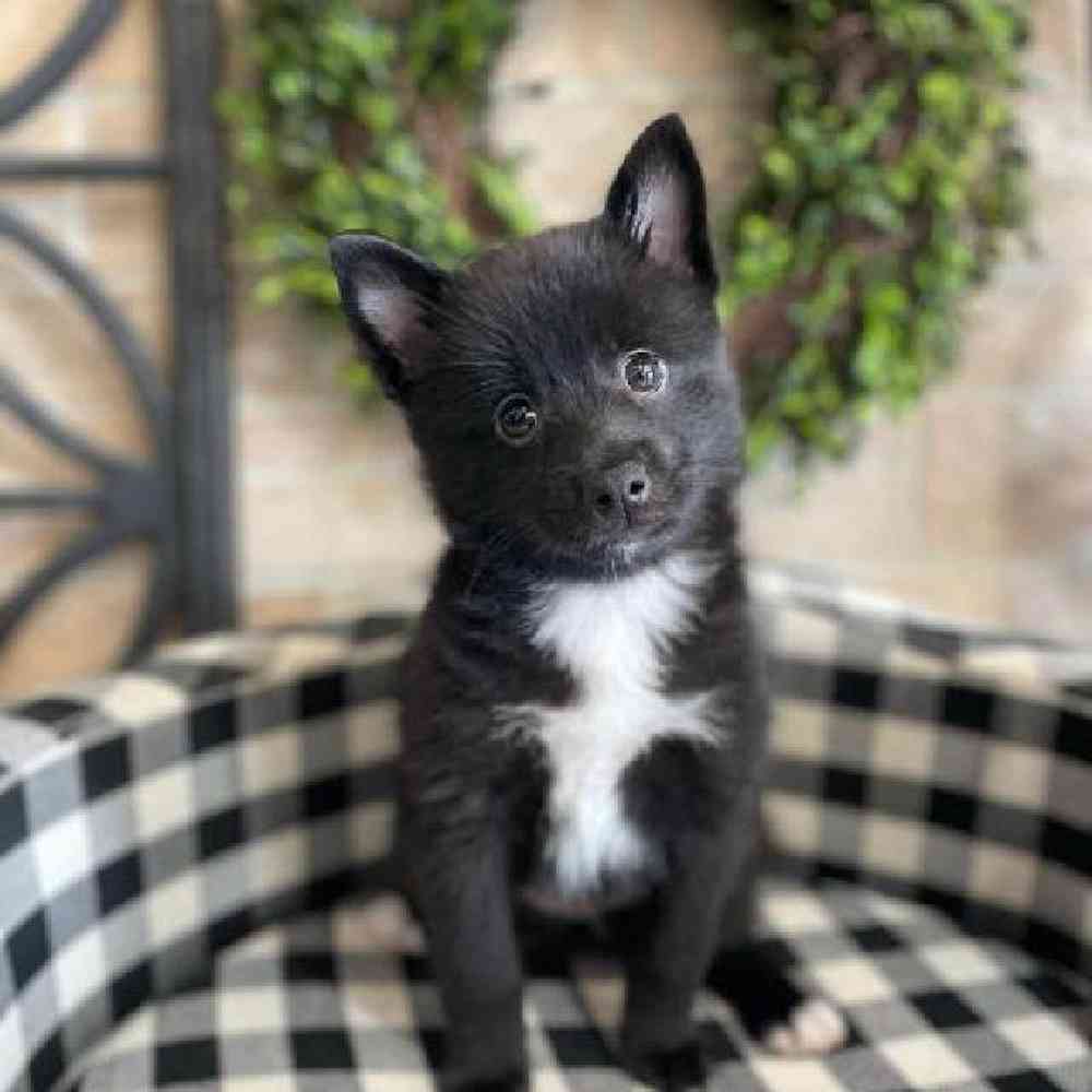 Pom klee sales