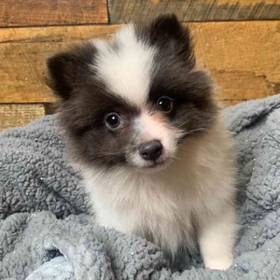 Pomeranian
