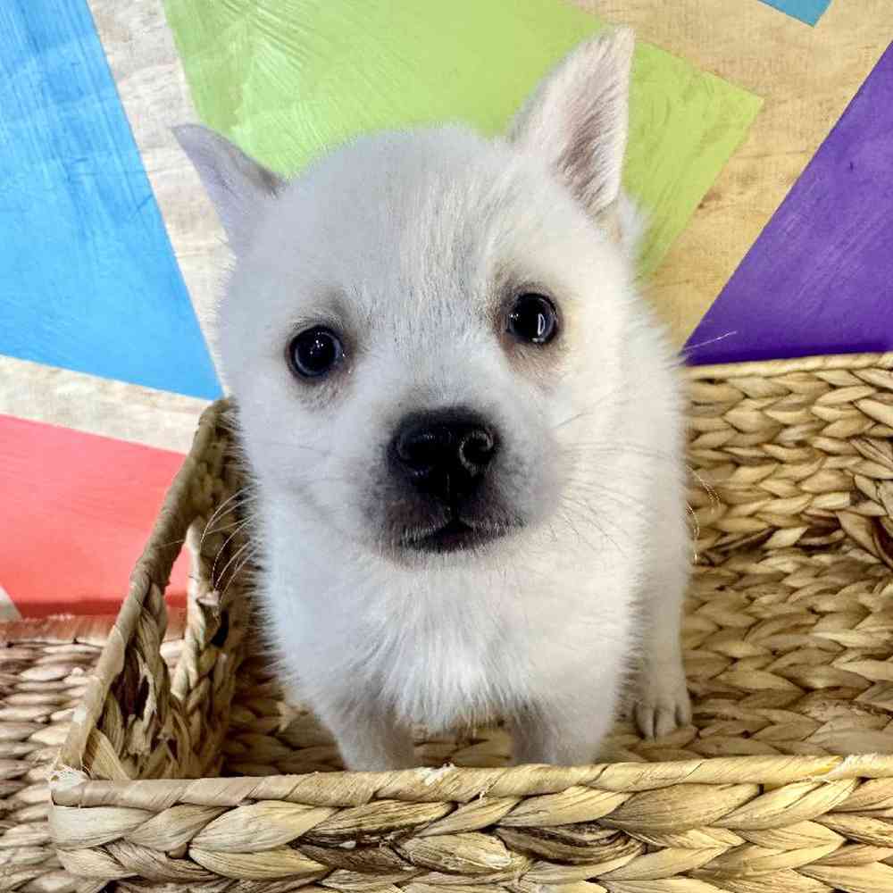carousel pet images