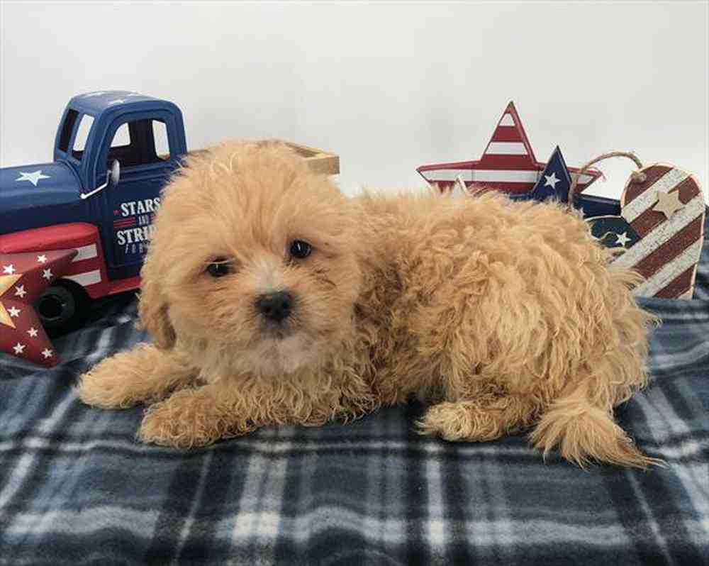 Information on Lhasa-Poo Puppies for Sale in Rogers, Arkansas