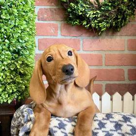 Dachshund