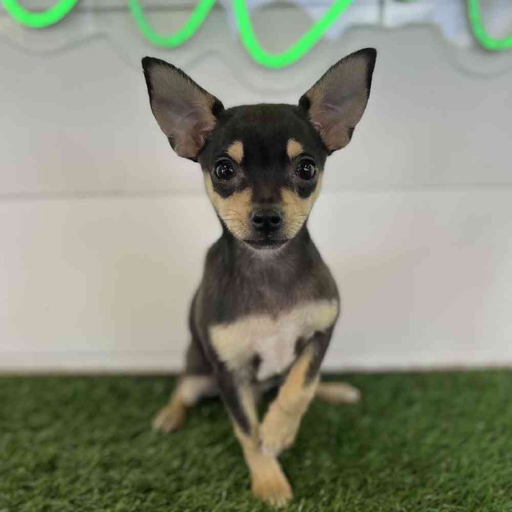 Male Chihuahua Puppies for Sale in Rogers, Arkansas.
