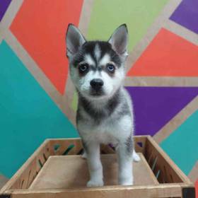 Alaskan Klee Kai