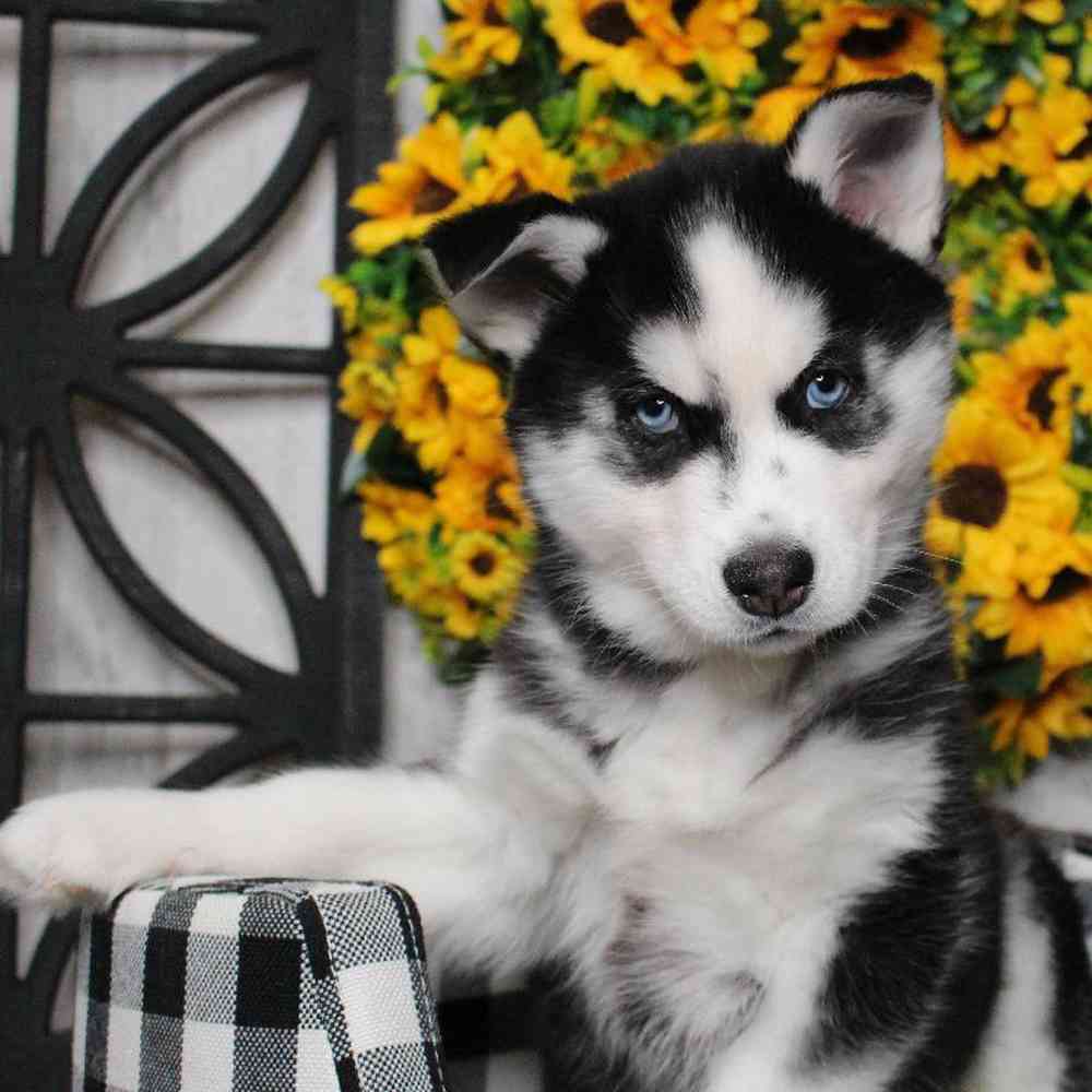 carousel pet images