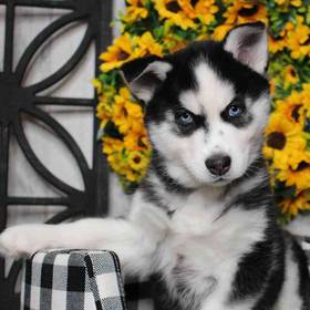 Siberian Husky