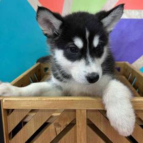Alaskan Malamute
