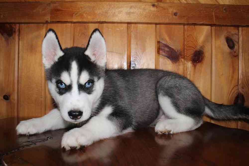 Image of a pet breed in the gallery