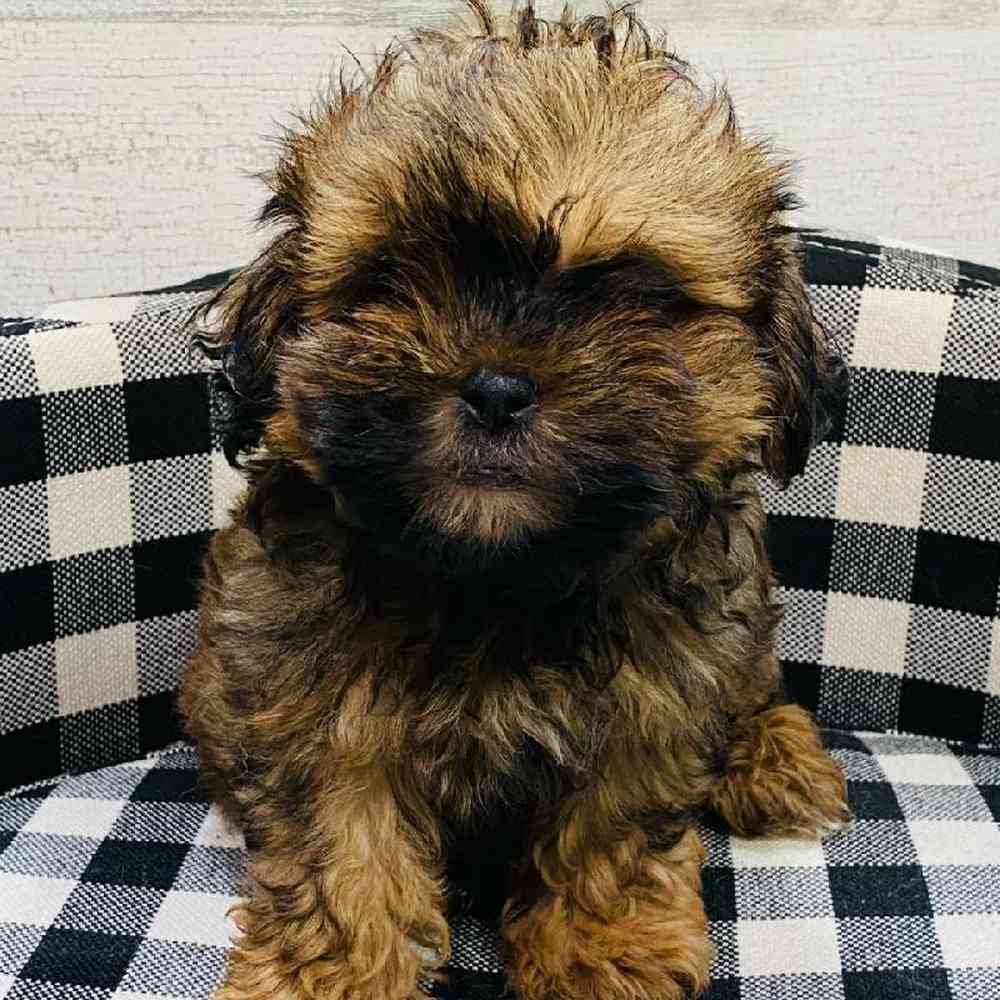 Male Shih Tzu-Pom Puppy for sale