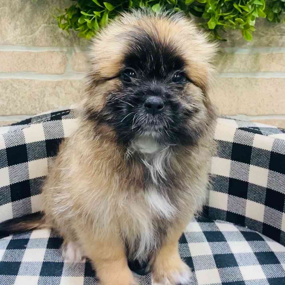 carousel pet images
