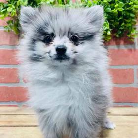 Pomeranian